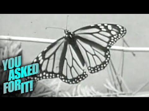 The Mystical Journey of Monarch Butterflies | You Asked For It